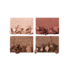 Luxury Palette Bella Sofia